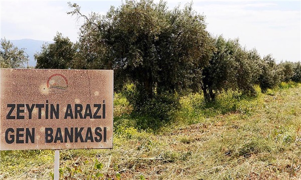 Türkiye’nin zeytinlerine gen koruması