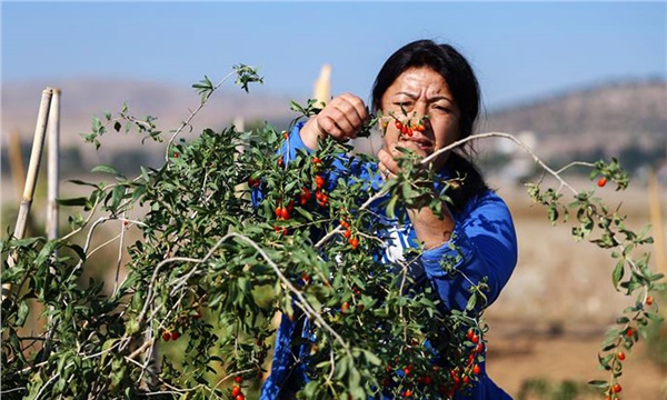 Goji berry hayatını değiştirdi!