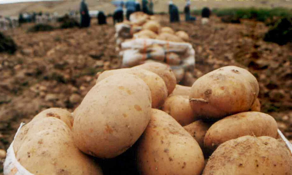 patates-ureticileri-ihracat-tesviki-bekliyor.jpg