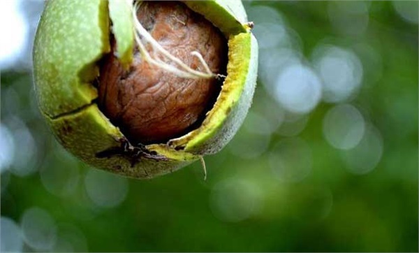 Soğuğa dirençli cevizler geliyor