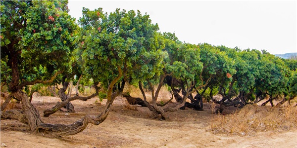 Muğla’yı sakız bahçeleri sardı