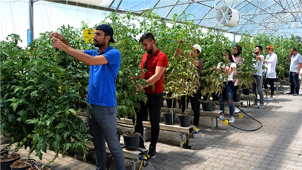 Topraksız serada 2 ayda 16 hasat