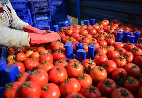 Rusya’ya domates ihracatında yeni perde açılıyor