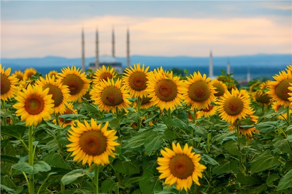 Destekler ayçiçeğinin ateşini söndürür mü?