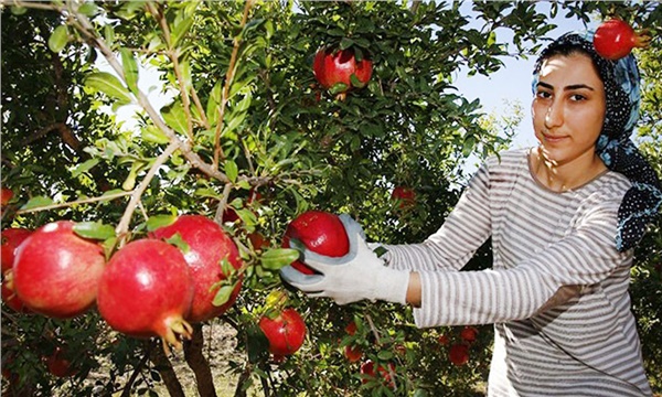 Tarım kadın uzmanların elinde yükselecek Tarım kadın uzmanların elinde yükselecek