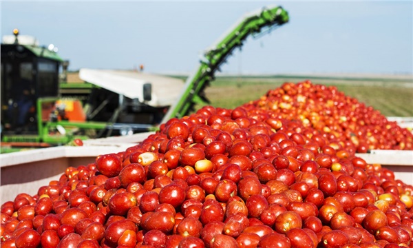 Tarla domatesi pazar ve market tezgahlarında