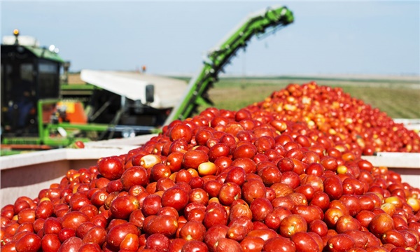 Tarla domatesi pazar ve market tezgahlarında Tarla domatesi pazar ve market tezgahlarında