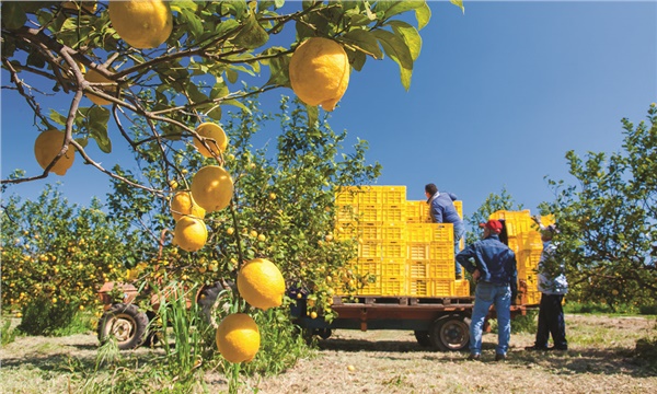 Limon dikip altın biçenlerin sırrı