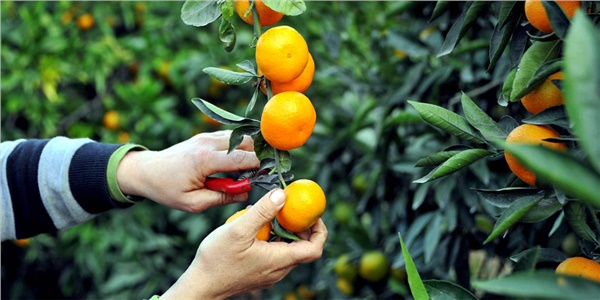 Narenciye fetret devrinden çıkmayı bekliyor