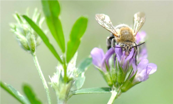 Bu buluş arıların geleceğini kurtarabilir