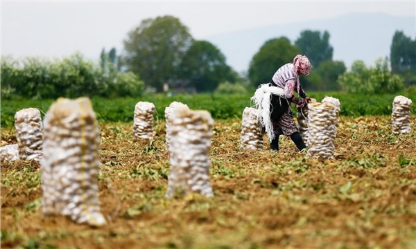 Patates ihracatla mı ithalatla mı anılacak? Patates ihracatla mı ithalatla mı anılacak?