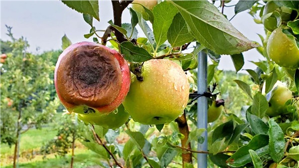 Elmada eski hastalık, yeni düşman!