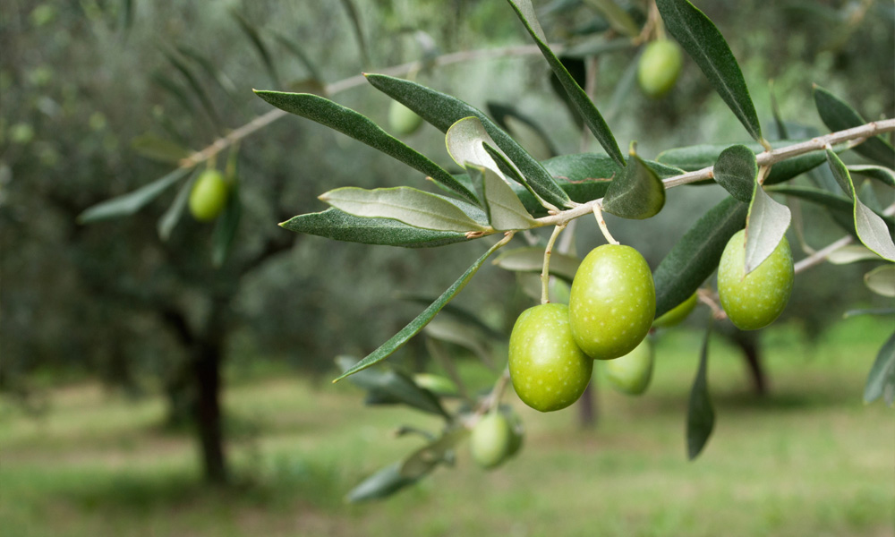 130-milyon-zeytin-agaci-tehlikede1.jpg