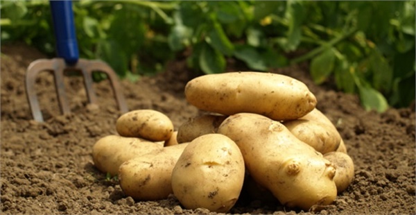 Patateste karantina günleri destekle aşılacak