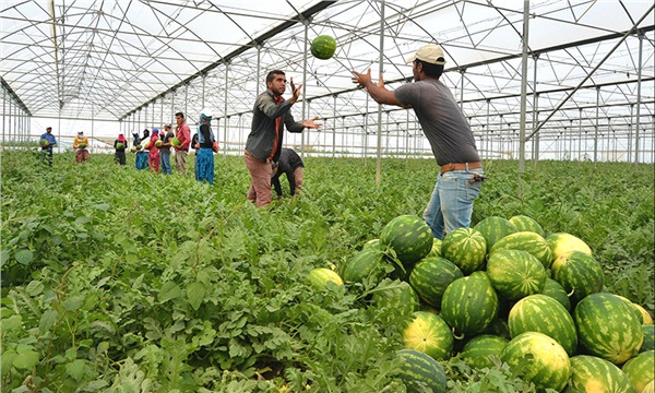 Kelek karpuza karşı hasat belgesi