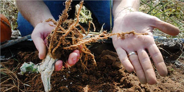 Nematoda karşı biyolojik umut Nematoda karşı biyolojik umut