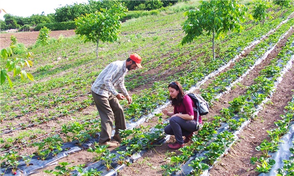 Destekler düştü, tarım danışmanları hoşnutsuz