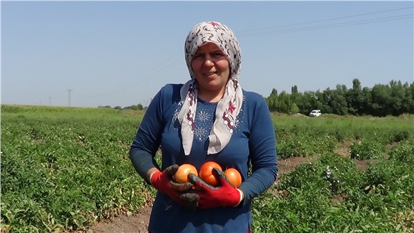 Iğdır’ın domatesi pazar yolcusu