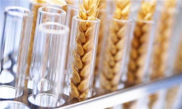 Biyoteknolojik buğdaylar sahalara iniyor