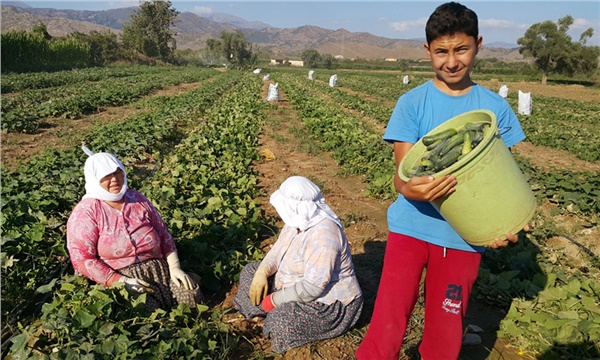 Mülteciler yedi ilde tarım eğitimi alacak