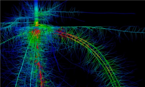 Bitkilerin sırrı 3D ile çözüldü!