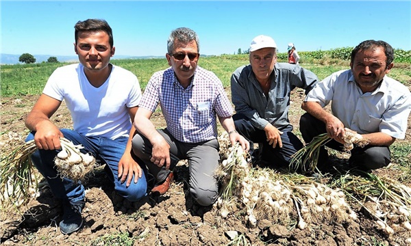 Sarımsakta pazara dişli bir rakip ekleniyor Sarımsakta pazara dişli bir rakip ekleniyor