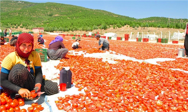 Tarımda istihdam hızla azalıyor Tarımda istihdam hızla azalıyor