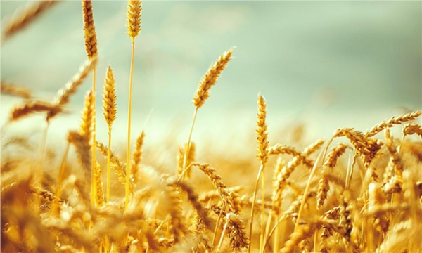 Buğday alım fiyatları için üretici ne düşünüyor?
