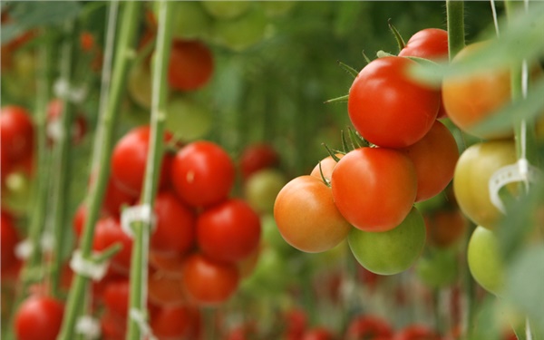 Domatesin en sadık yardımcıları