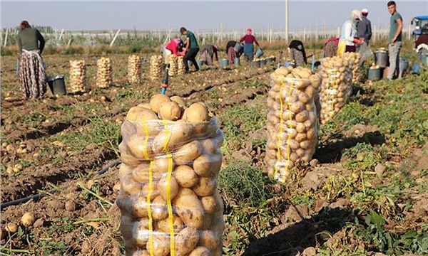 Patates ekimine 25 ilde yasak geldi Patates ekimine 25 ilde yasak geldi