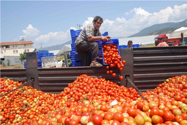 Rusya’ya domates ihracatı defteri kapandı!