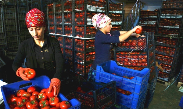 Tıkanan domates yolları yeniden açıldı Tıkanan domates yolları yeniden açıldı