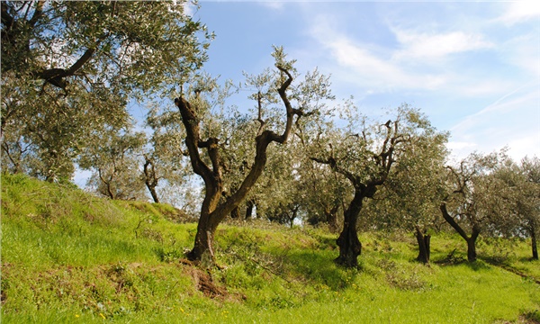 130 milyon zeytin ağacı tehlikede!