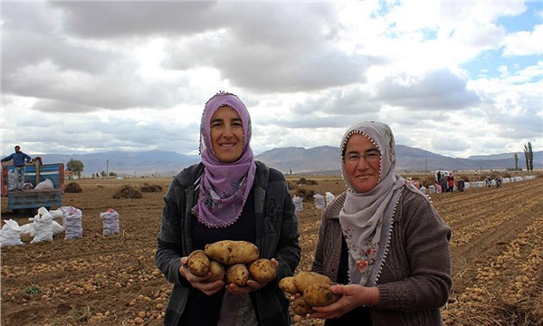Kadın üreticiler patates tarımında fark yarattı Kadın üreticiler patates tarımında fark yarattı