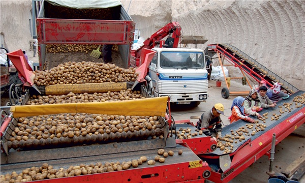 Patates üreticileri ihracat teşviki bekliyor