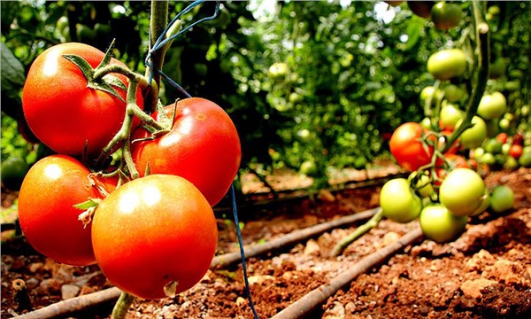 Domateste fiyat sarsıntısı kalıcı olabilir Domateste fiyat sarsıntısı kalıcı olabilir