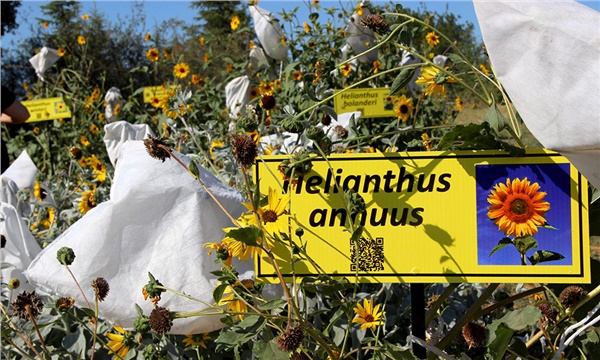 Ayçiçeğini tohumların birliği kurtaracak! Ayçiçeğini tohumların birliği kurtaracak!