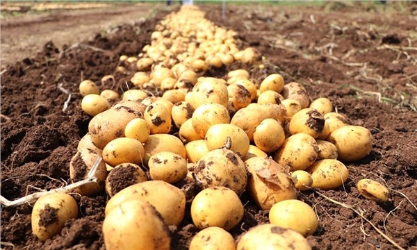 Yerli patates uluslararası vitrinde Yerli patates uluslararası vitrinde