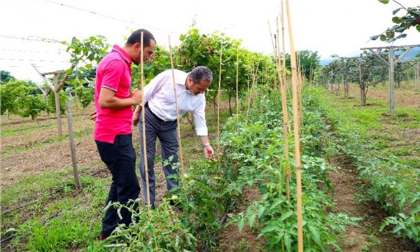 Karadeniz’in domates çeşitliliği koruma altına alınıyor