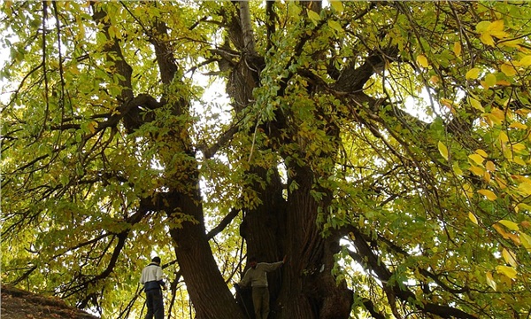 Türkiye’nin kadim kestane ağaçları