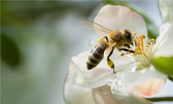 Pestisitte ani karar! 3 etken maddeye yasak geldi