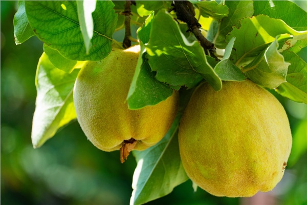 Ayvada takipçi yaklaşıyor