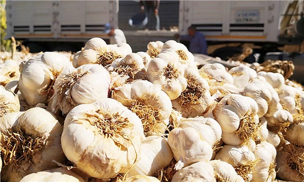 Virüs düşmanı o sarımsağın ihracatı durduruldu Virüs düşmanı o sarımsağın ihracatı durduruldu