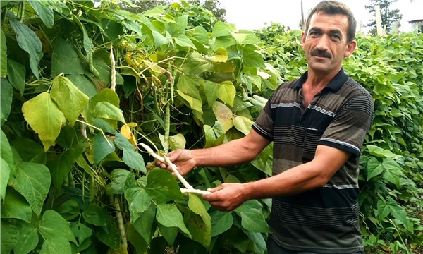 Bu fasulyeler pazarı görmeden sofraya iniyor