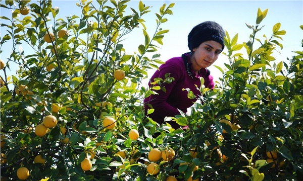 Limonda rötar kayıp hanesini büyütüyor Limonda rötar kayıp hanesini büyütüyor