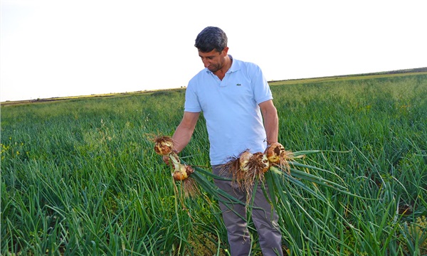 Soğanda 20 kuruş depremi