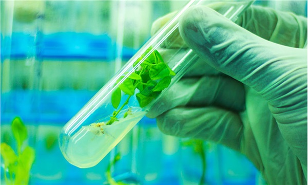 AB’den kritik mutagenesis kararı AB’den kritik mutagenesis kararı