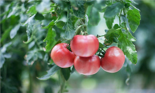 Domateste lezzetin ve kazancın pembe hali