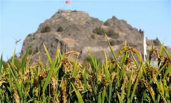 Karadeniz Karadeniz