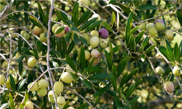 Zeytin okulu mezunlarını verdi! Zeytin okulu mezunlarını verdi!